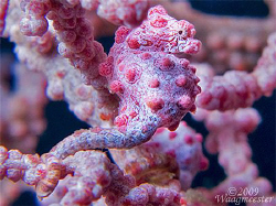 Pygmy Seahorse (Hypocampus bargibanti) - (Canon G9, Inon ... by Marco Waagmeester 